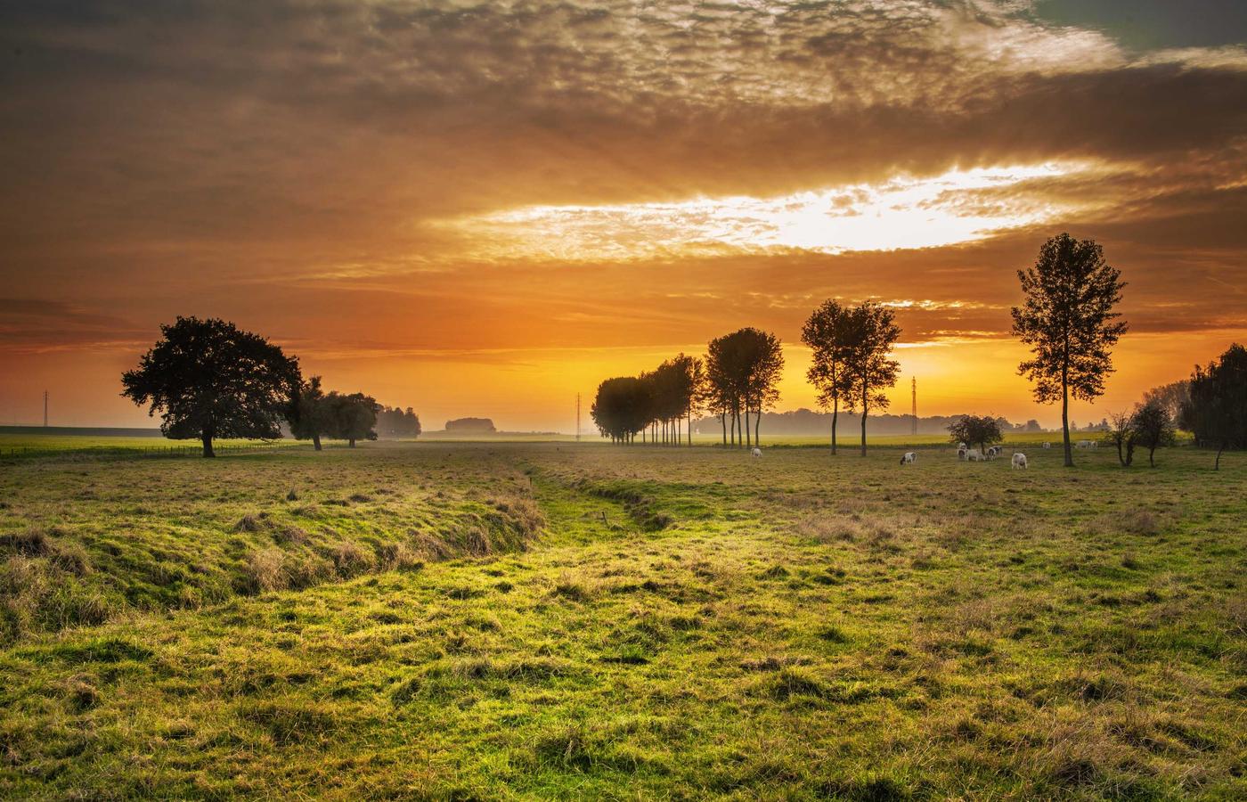 Prorector universitate